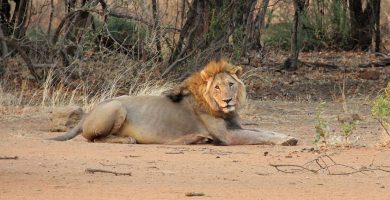 15 Days Best Uganda Primates, Wildlife & Leisure Escapade