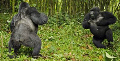 About Silverback Gorillas